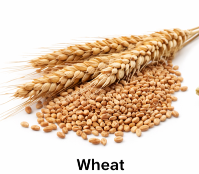 Wheat