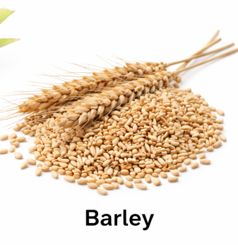 Barley